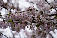 桜DSC00926