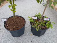 松葉ペレット撒布1か月後202510